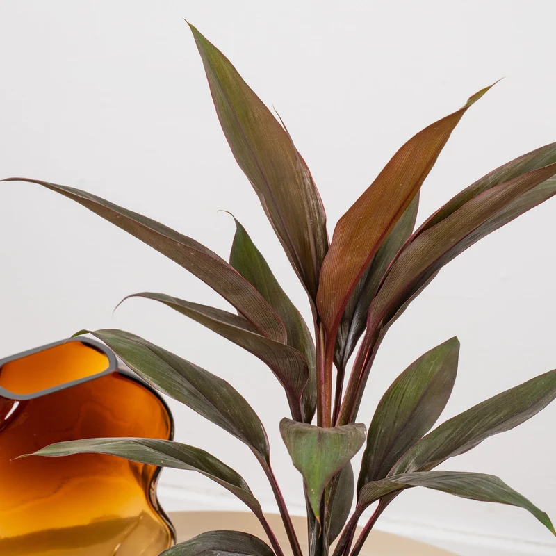 Cordyline 'Tango'