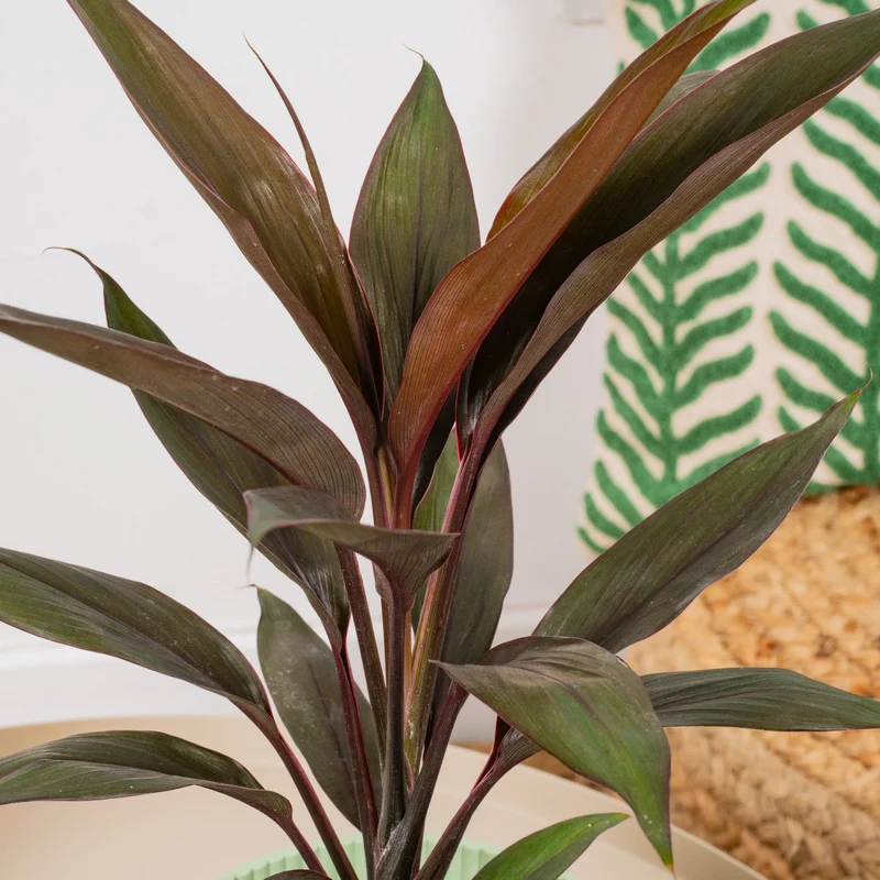 Cordyline 'Tango'