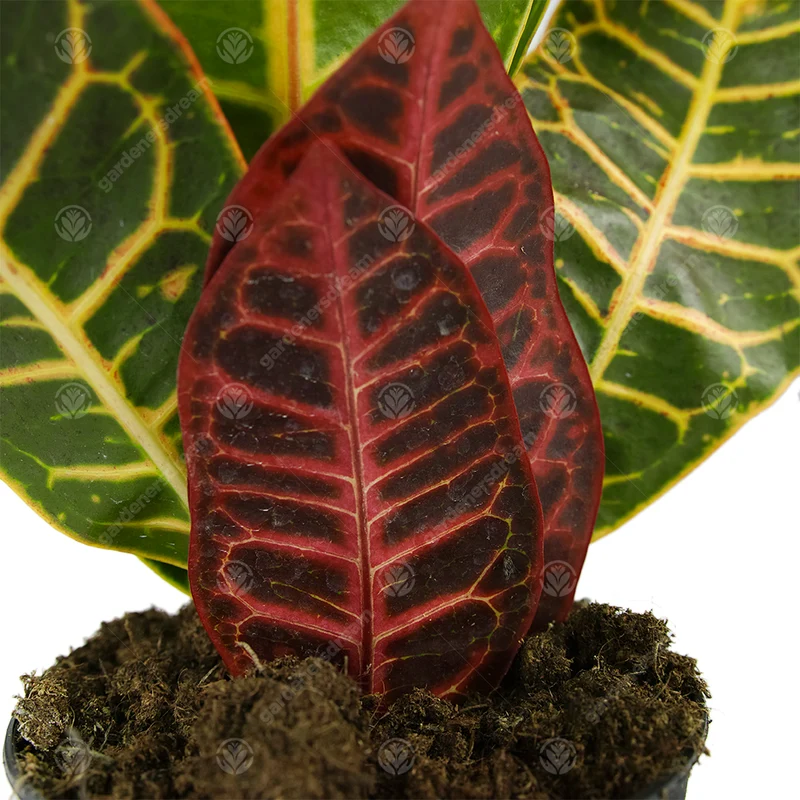 Codiaeum 'Petra'