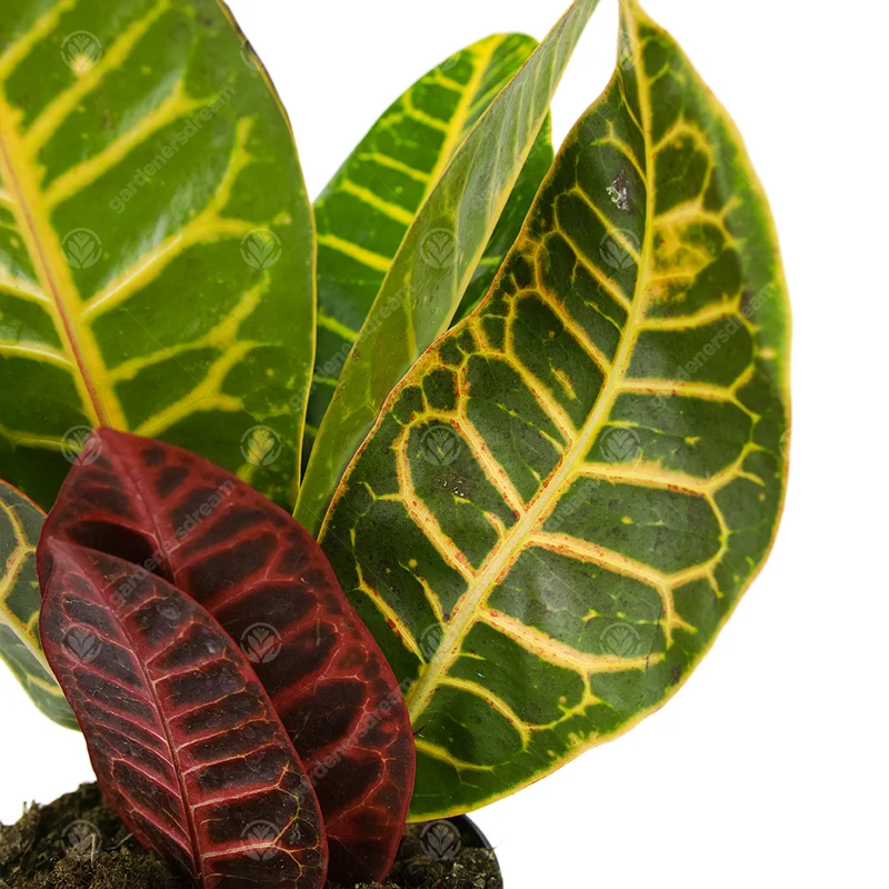 Codiaeum 'Petra'