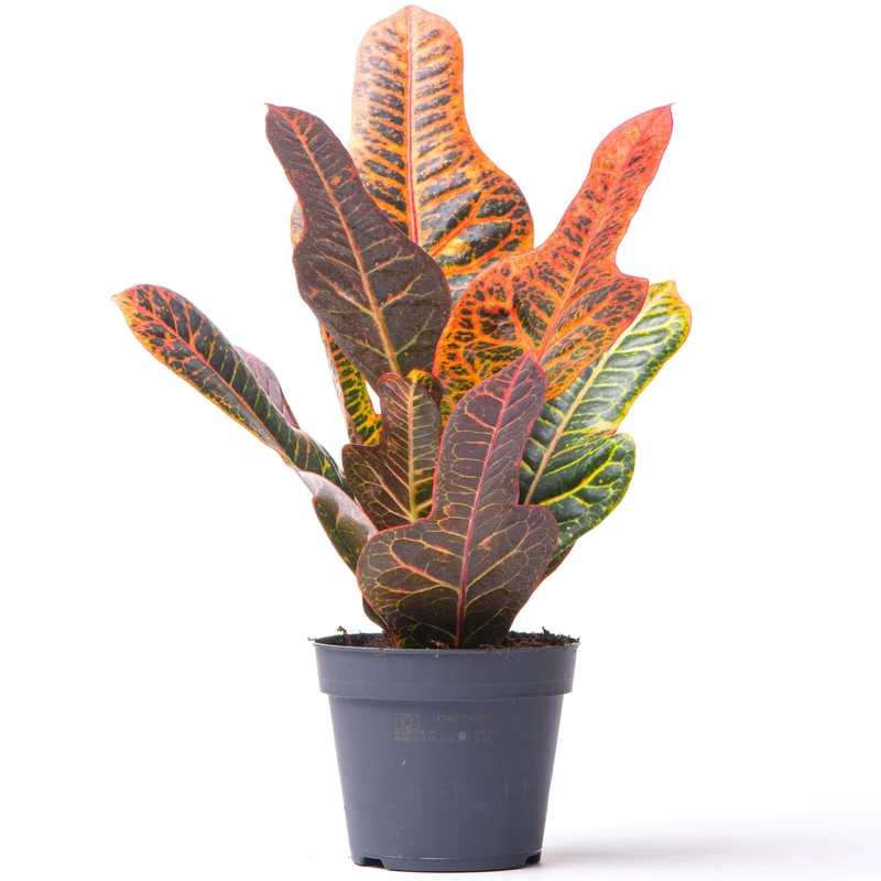 Codiaeum 'Ausgezeichnet'