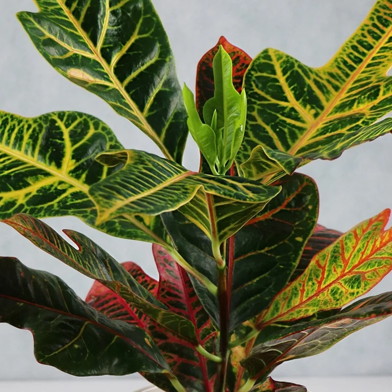 Codiaeum 'Ausgezeichnet'