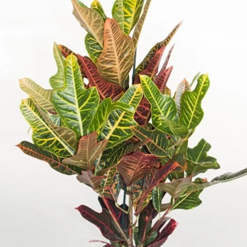 Codiaeum 'Ausgezeichnet'