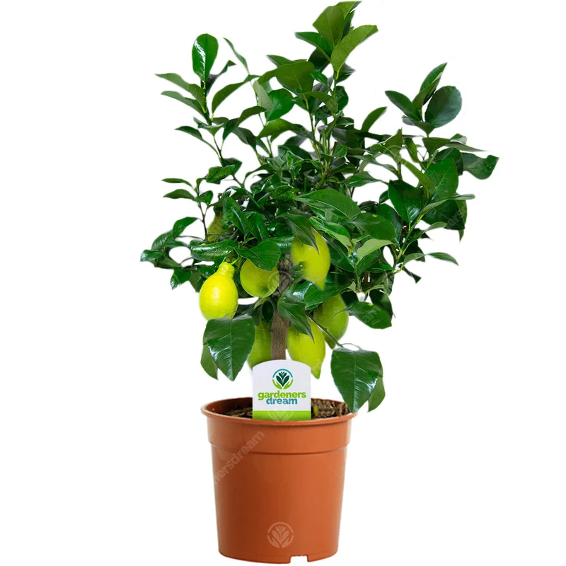 Citrus 'Zitrone'