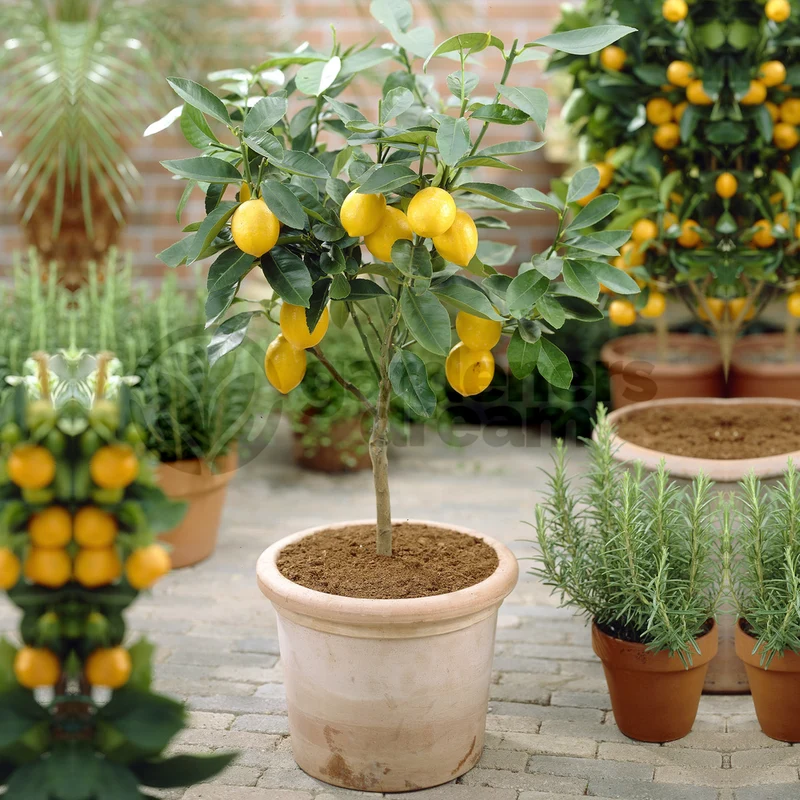 Citrus 'Zitrone'