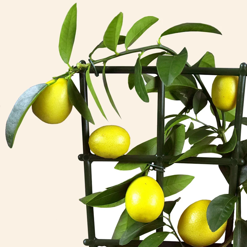 Citrus 'Zitrone'