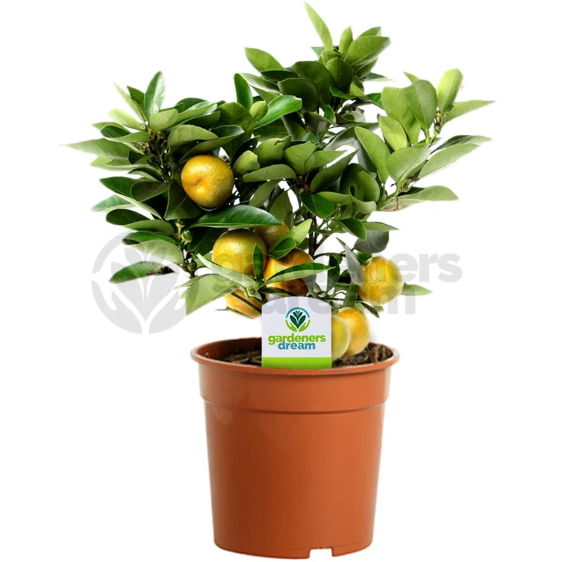 Zitrusfrucht 'Calamondin'