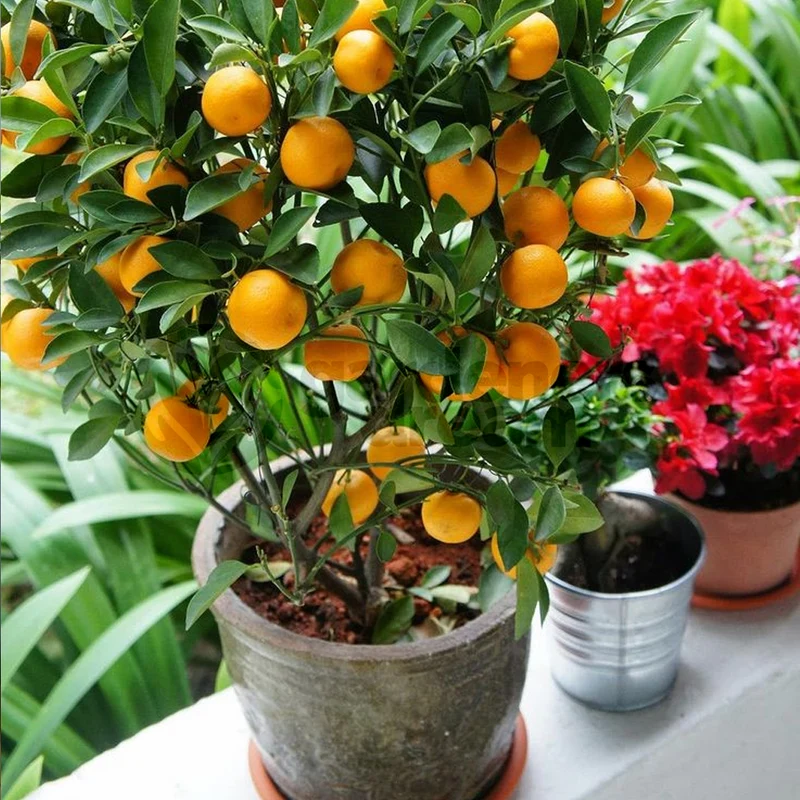 Zitrusfrucht 'Calamondin'