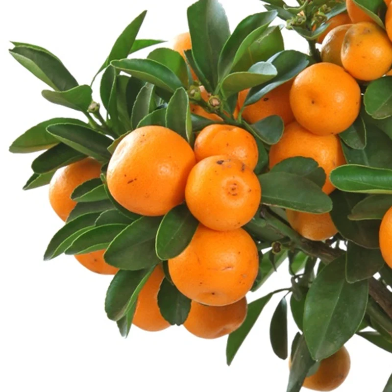 Zitrusfrucht 'Calamondin'