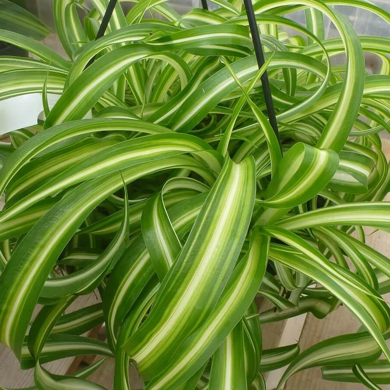 Chlorophytum 'Bonnie'