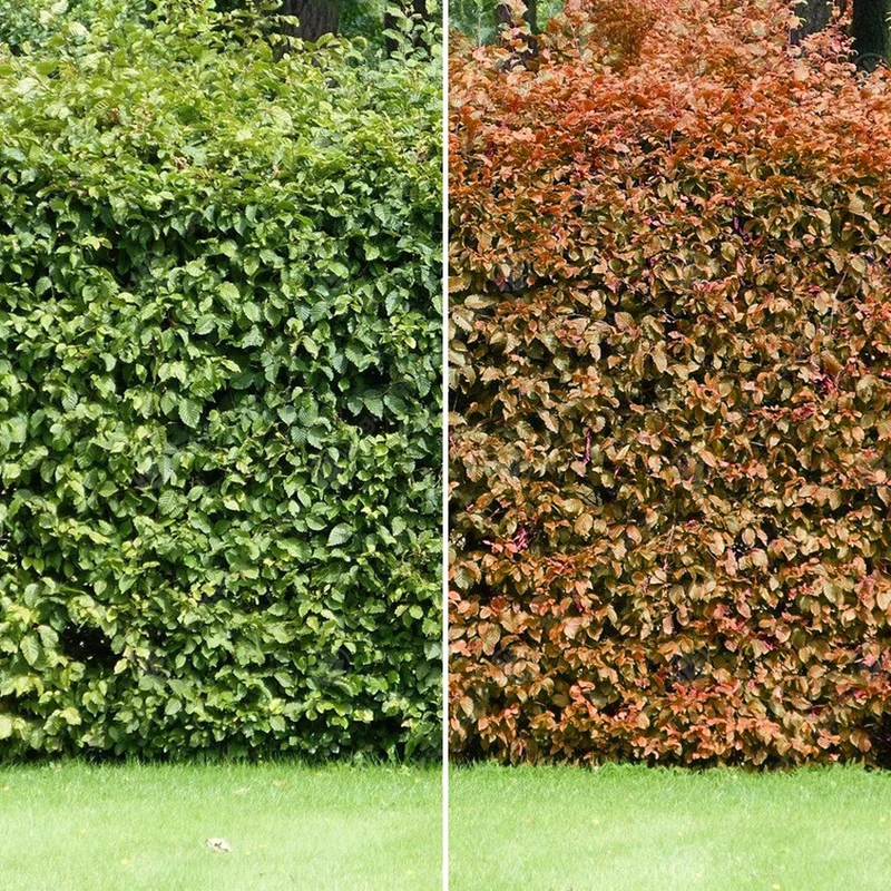 Rotbuchen-Hecke
