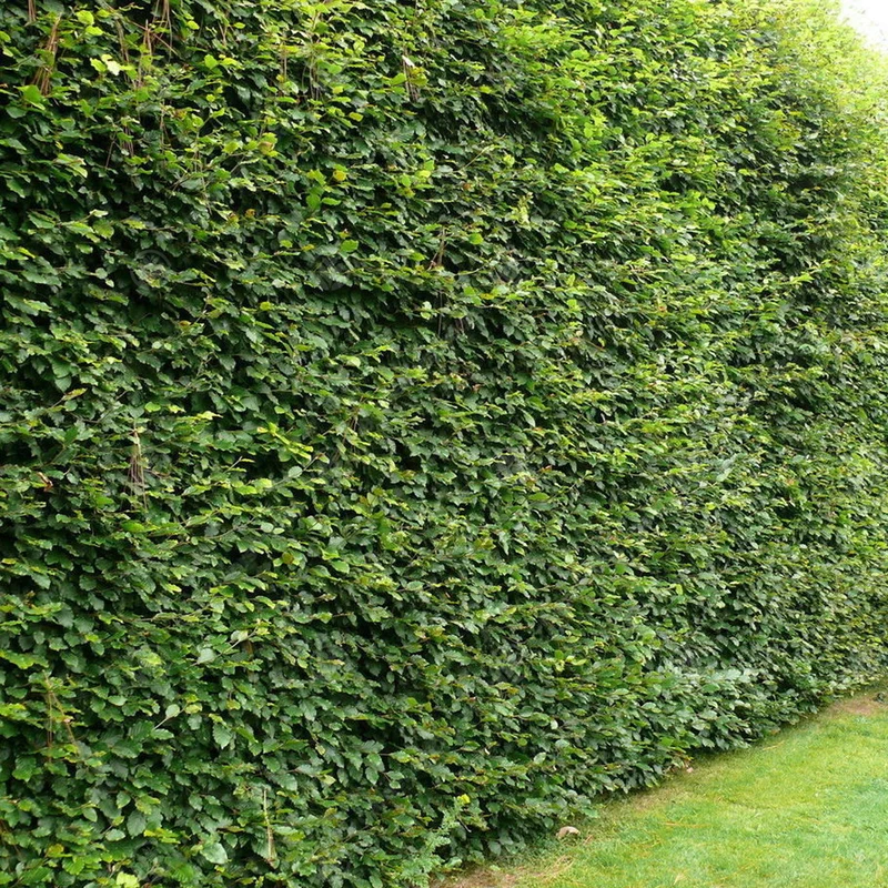 Rotbuchen-Hecke