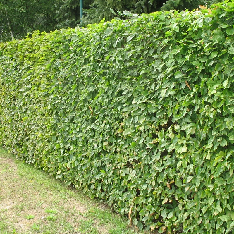 Rotbuchen-Hecke