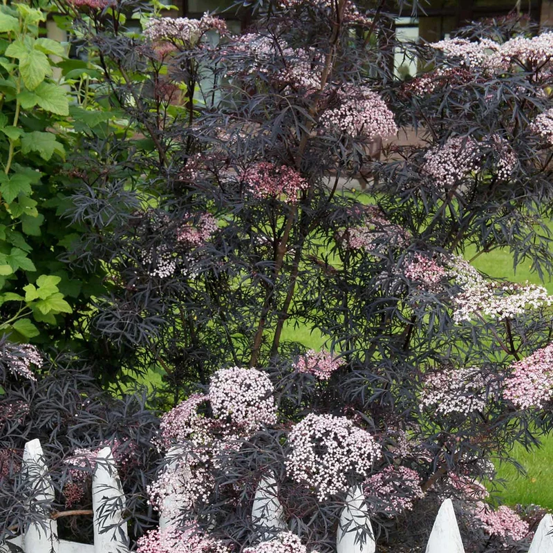 Holunder 'Black Lace'