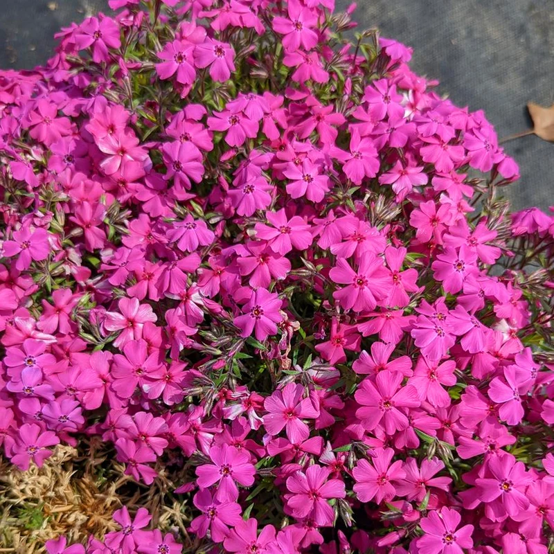 Phlox-Mix