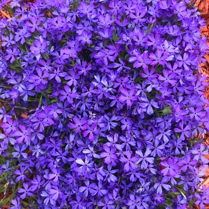 Phlox-Mix