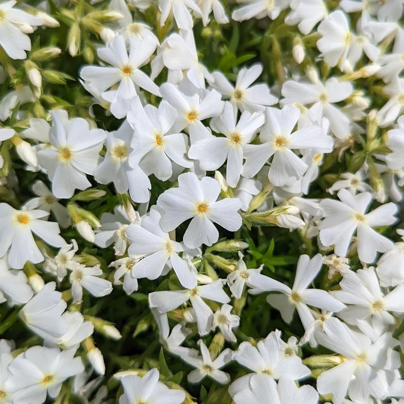 Phlox-Mix