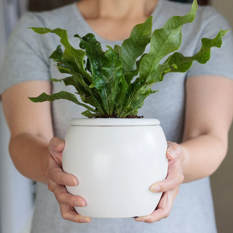 Gardeners Dream digitale Geschenkkarte