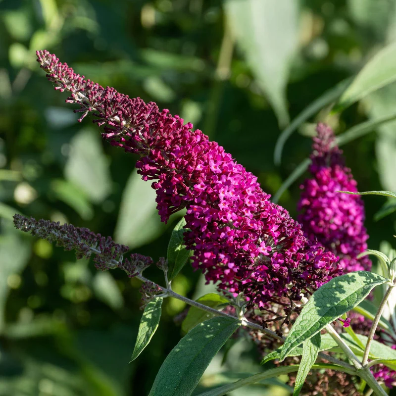 Schmetterlingsflieder 'Sugar Plum'
