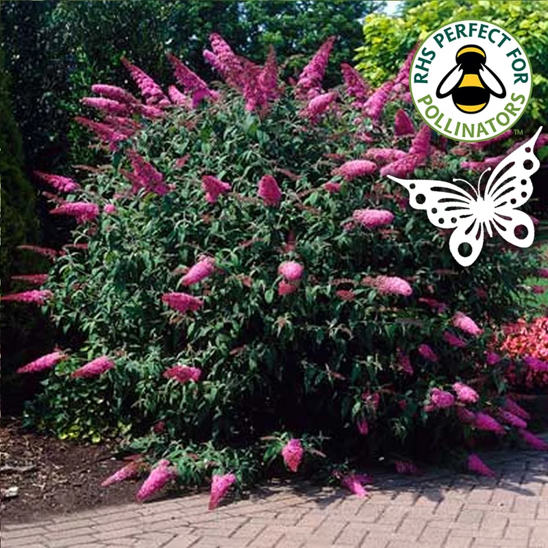 Schmetterlingsflieder 'Sugar Plum'