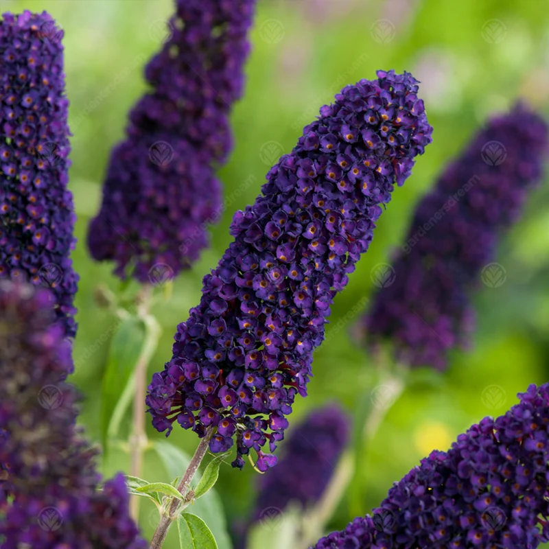 Schmetterlingsflieder 'Black Knight'