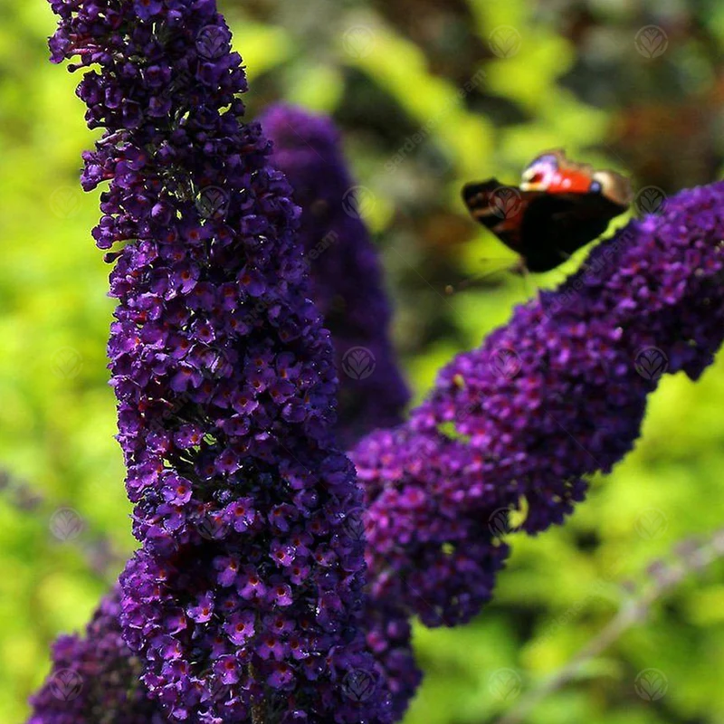 Schmetterlingsflieder 'Black Knight'