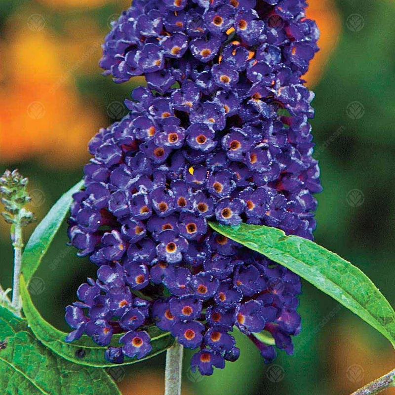 Schmetterlingsflieder 'Black Knight'