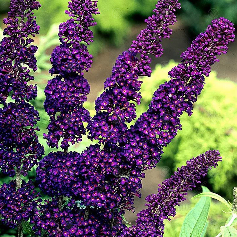Schmetterlingsflieder 'Black Knight'