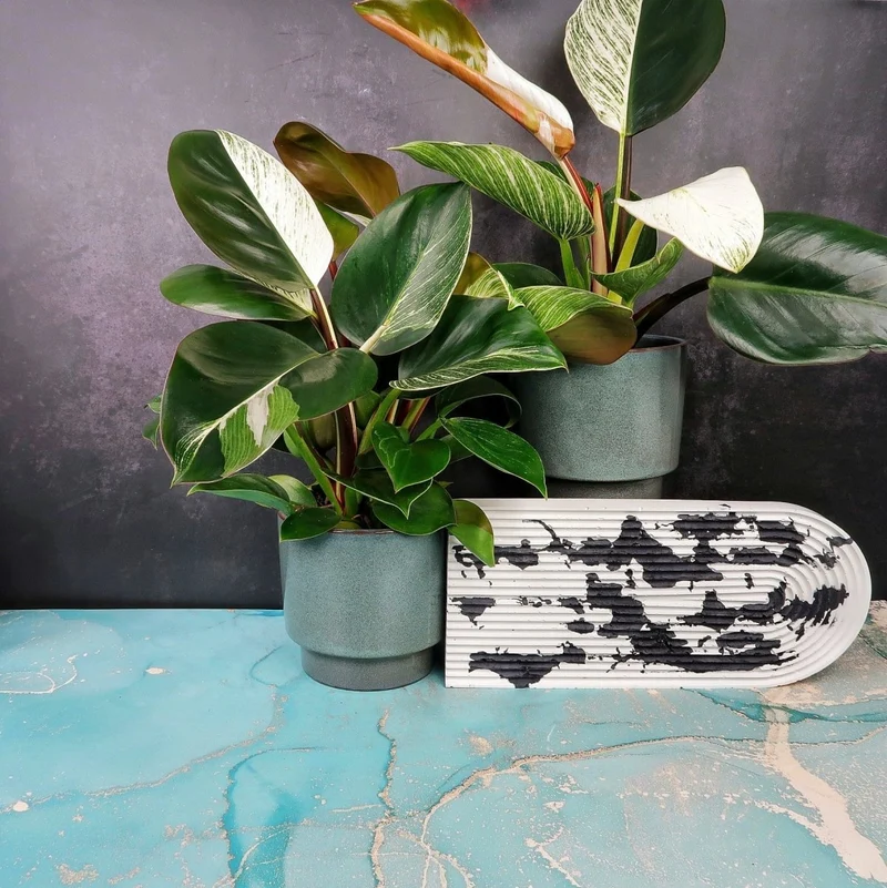 PHILODENDRON BIRKIN VARIEGATA MUTANTE