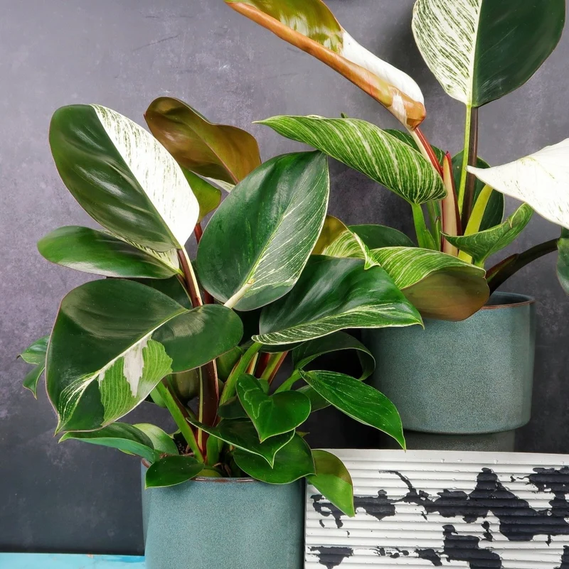 PHILODENDRON BIRKIN VARIEGATA MUTANTE
