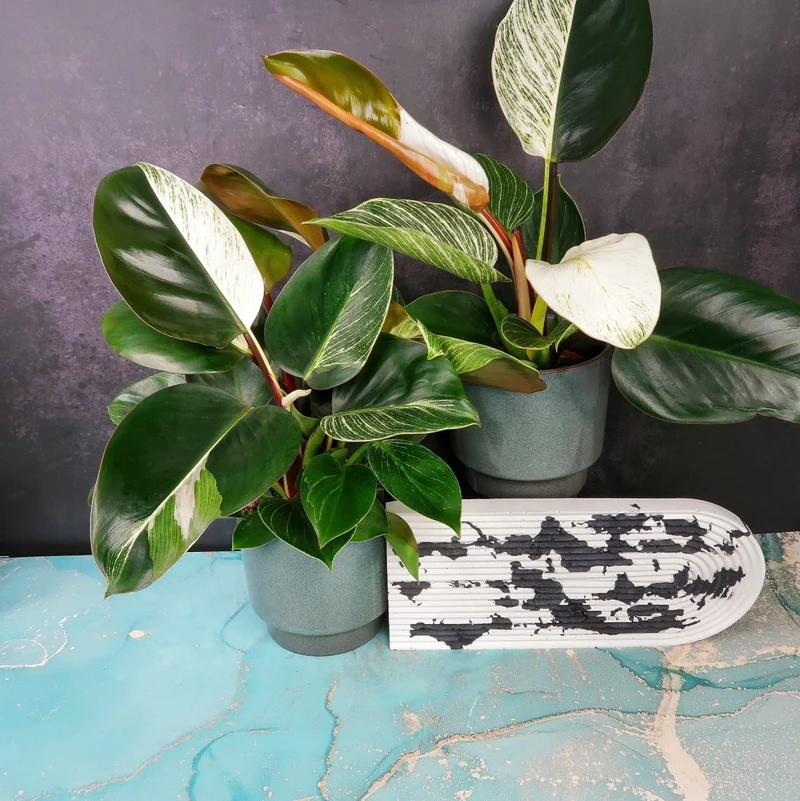 PHILODENDRON BIRKIN VARIEGATA MUTANTE