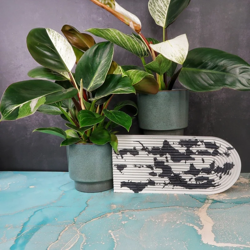 PHILODENDRON BIRKIN VARIEGATA MUTANTE