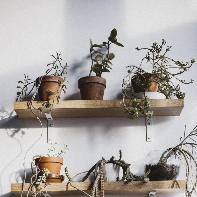 SAD-PLANT-SET