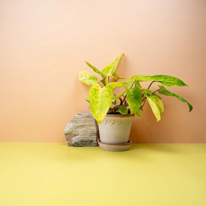 PHILODENDRON PAINTED LADY