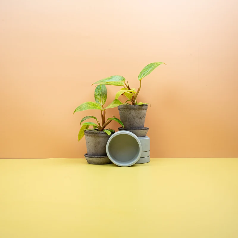 PHILODENDRON PAINTED LADY