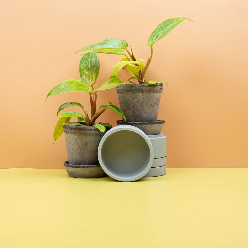 PHILODENDRON PAINTED LADY