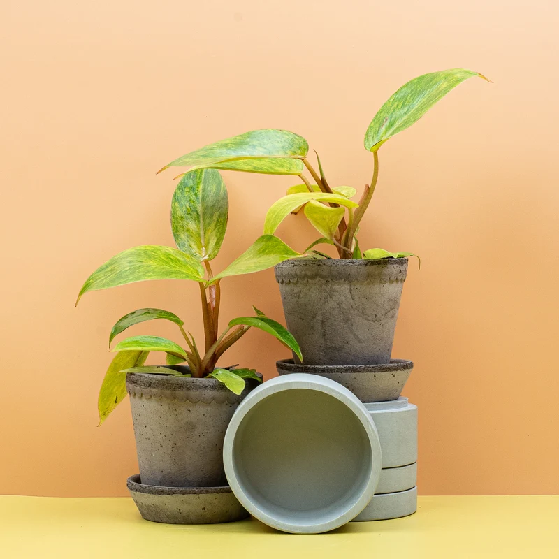 PHILODENDRON PAINTED LADY