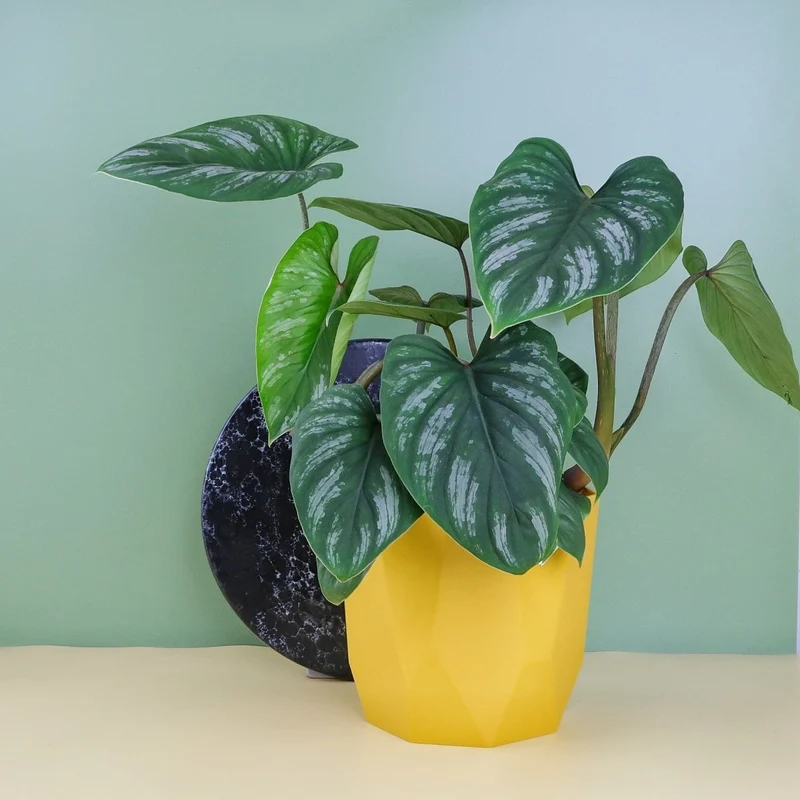 PHILODENDRON MAMEI