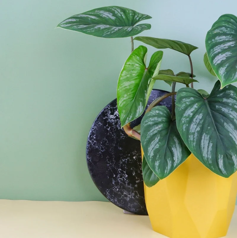 PHILODENDRON MAMEI
