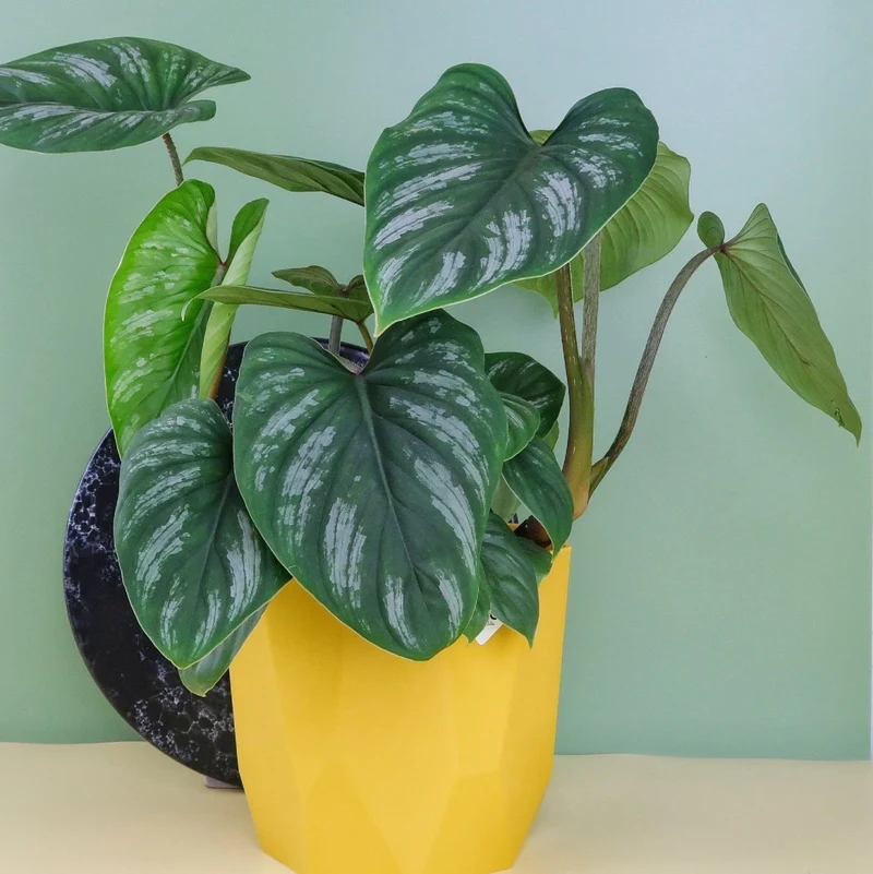 PHILODENDRON MAMEI
