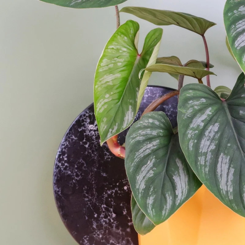 PHILODENDRON MAMEI