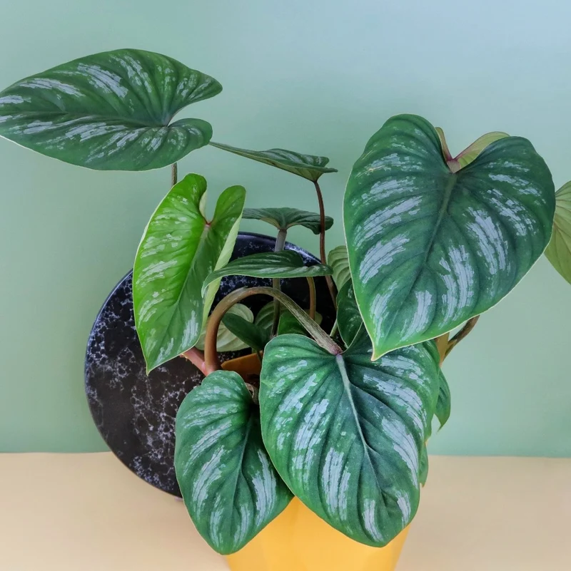 PHILODENDRON MAMEI
