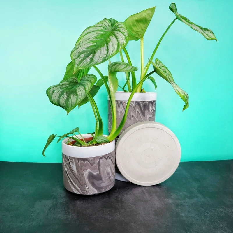 PHILODENDRON MAMEI