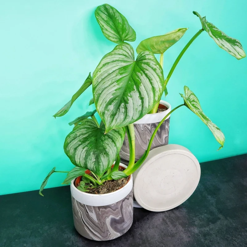 PHILODENDRON MAMEI