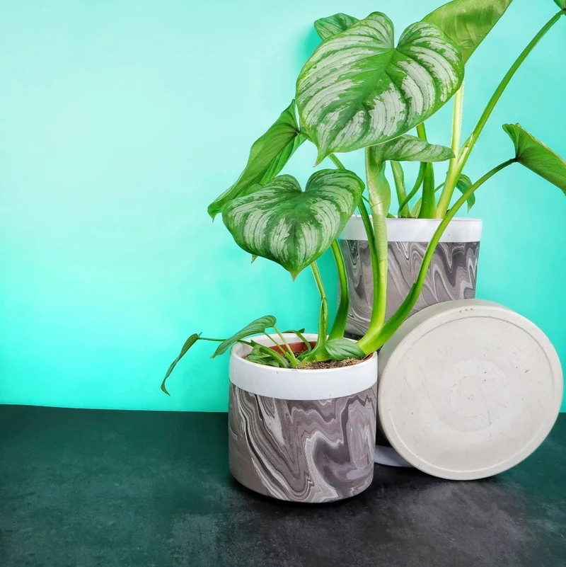 PHILODENDRON MAMEI