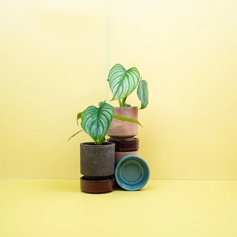 PHILODENDRON MAMEI