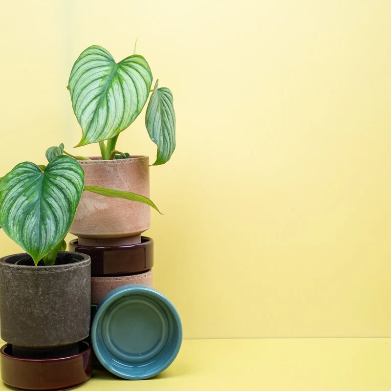PHILODENDRON MAMEI