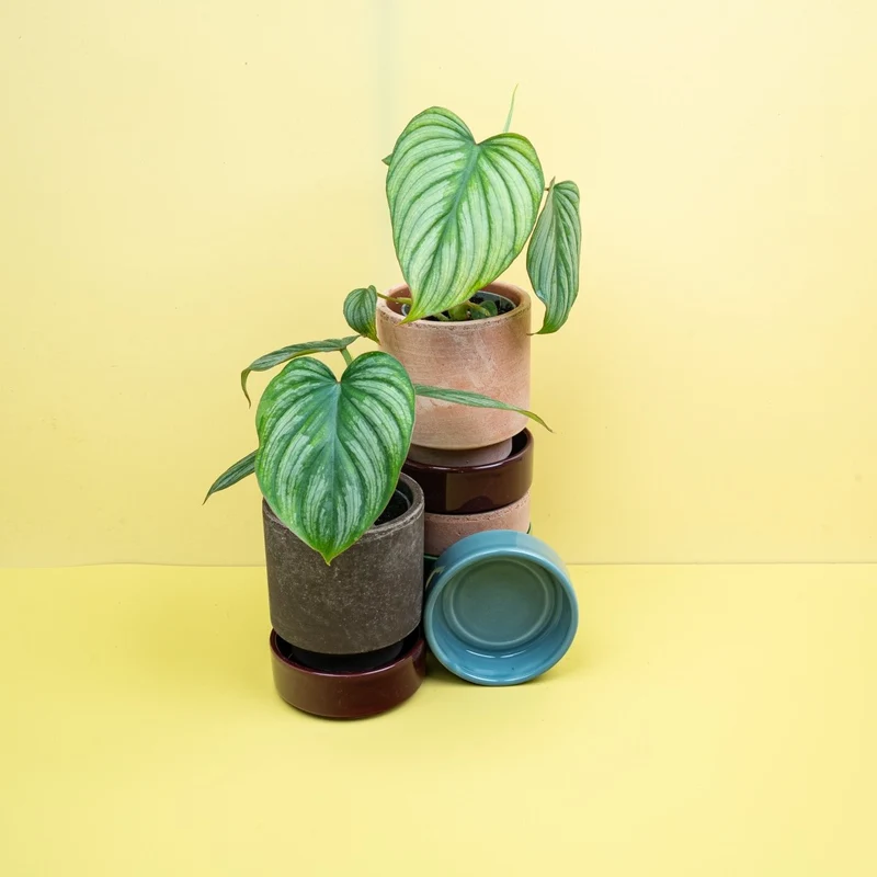 PHILODENDRON MAMEI