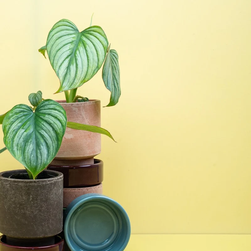 PHILODENDRON MAMEI