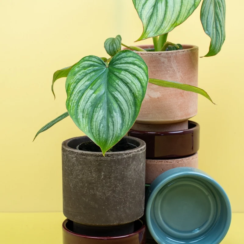 PHILODENDRON MAMEI